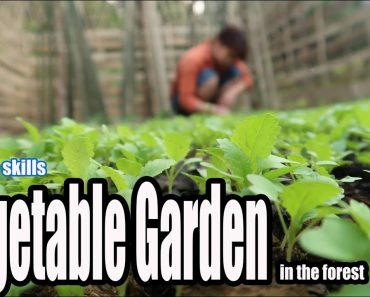Survival Skills: Grow a Vegetable Garden in the forest, The Best Food to survival