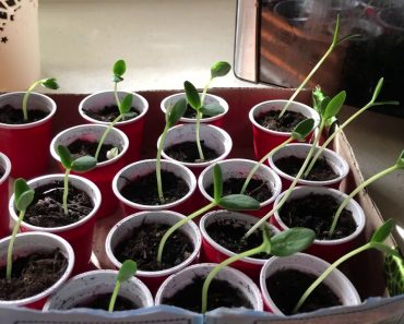 Practical Prepper Indoor Garden update-Seeds 4 for $1 Dollar Tree?