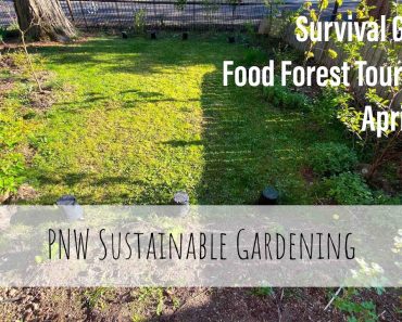 Survival Garden Food Forest Tour Part 2 | April 2020 | Victory Garden