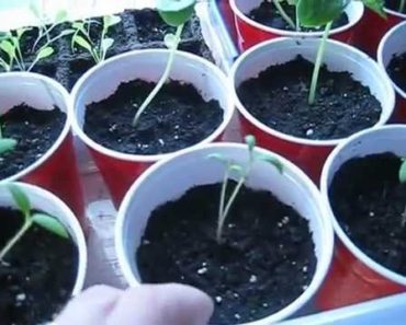 Prepper Garden – Starting Seeds indoors – Practice Gardening Now before you have to rely on it.