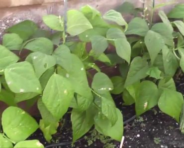 Prepper Success Story – Gardening is Fun