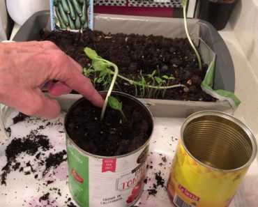 Practical Prepper-Plant an Indoor Garden Now! Don’t Wait for an Emergency-Dirt/Yard-Seeds/Vegg