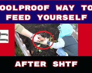 Prepper Food: Super Easy Trick to Growing Tons of Sweet Potatoes Off Grid
