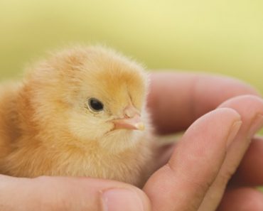 Spring Guide To Raising Healthy Chicks