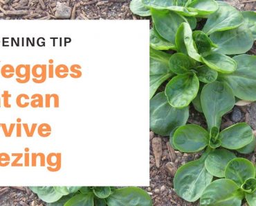 7 Vegetables that can survive freezing
