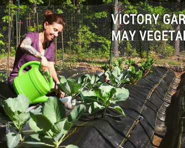 Appalachian Victory Garden: May Vegetables in Zone 7