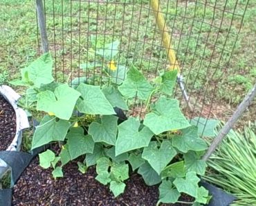 Make a raised bed bean garden – Survival gardening 2012