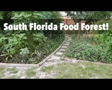 A 6-Year-Old South Florida Food Forest in Fort Lauderdale (Tour 2017)