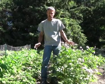HOW TO GROW POTATOES. Planting. Growing. Harvest. Storage.