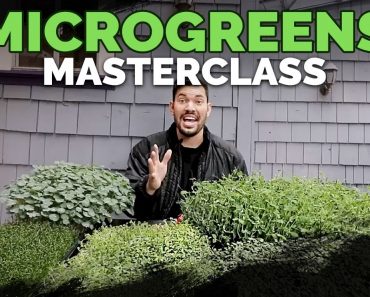 How to Grow Microgreens from Start to Finish (COMPLETE GUIDE)