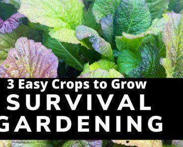 Survival Gardening – 3 Easy Crops to Grow