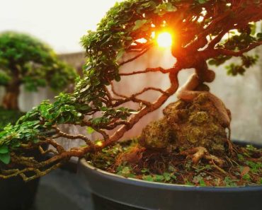 Have Fun With Bonsai | Survival Life