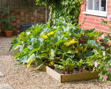 How to turn your driveway into a vegetable garden