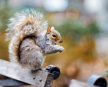 Tips for hunting squirrels – Survivopedia