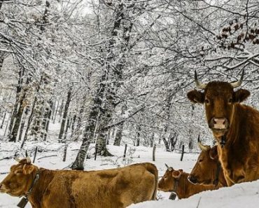 How To Ensure Your Livestock Survive The Winter