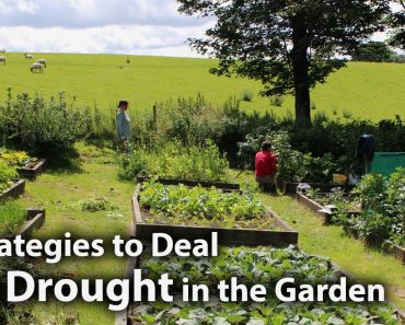 3 Simple Strategies for Dealing with Drought in the Garden