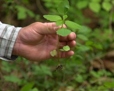 Wild Edible and Medicinal Plants in Kentucky