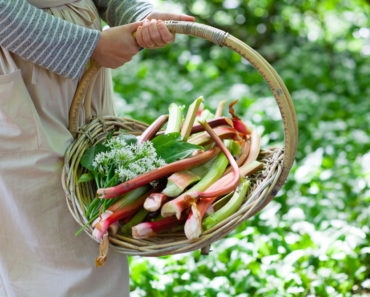 Learning The Art Of Foraging: Everything You Should Know About