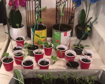 Practical Prepper-Be Self Sustaining Try an Indoor Garden-1/2 my Crop Failed😎