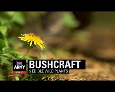 5 Edible Wild Plants – Bushcraft | How To | British Army