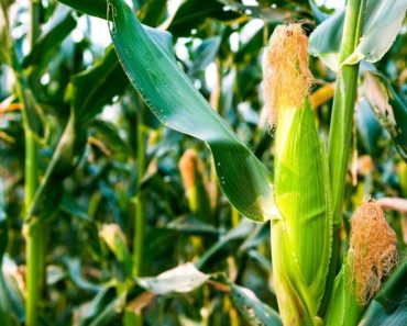 How to Grow Corn – Complete Growing Guide