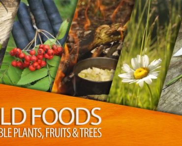 25 Edible Plants, Fruits and Trees for Wilderness Survival