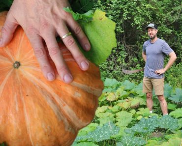 What You Need to Know about Growing Pumpkins and Winter Squash