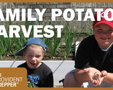 Our Family Garden  Container Potato Harvest 2011