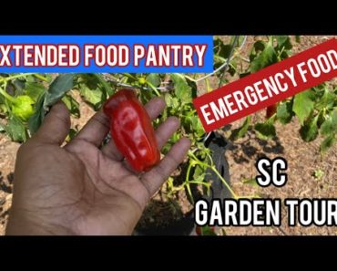 Self Sufficient | Grow Your Own Emergency Food | Garden Tour SC | Self Reliant | Garden Harvest