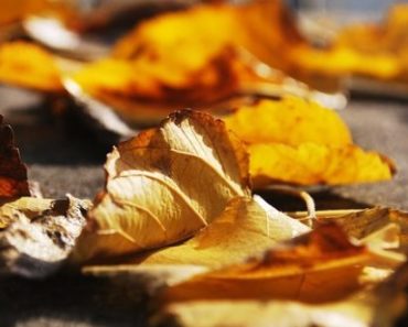 Here’s Why You Should NEVER Rake Up Leaves Off The Grid News