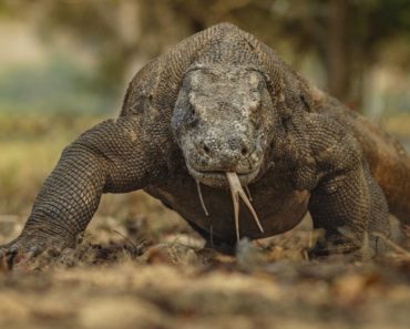 How To Survive A Komodo Dragon Attack In 9 Ways