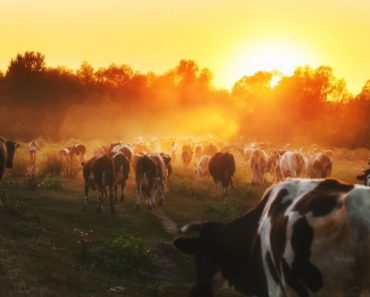 A Few Basic Livestock Vetting Needs for Homesteaders