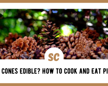 Are Pine Cones Edible? How to Cook and Eat Pine Cones, Pine Nuts, and Bark in the Wilderness