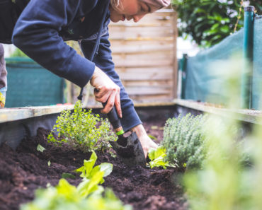Survival Gardening for Apartment Dwellers