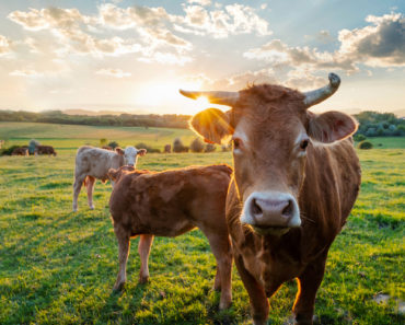 Are Cows a Good Investment for Survivalists?