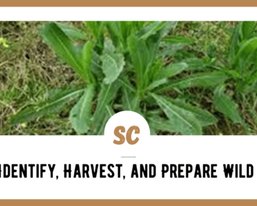 How to Identify, Harvest, and Prepare Wild Lettuce