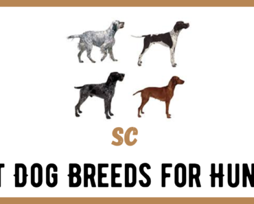 The Best Dog Breeds for Hunting