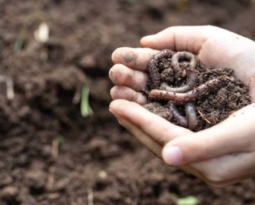 Putting earthworms to work in your garden for healthy and productive plants