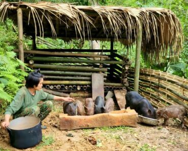 Survival, Skills, Make a bamboo fence for pigs, build a farm life, survival skills