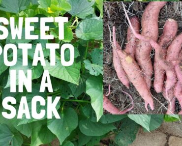 Experimenting Sweet Potato Planted in a Sack | Gardening and prepper