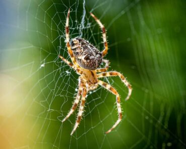 How to attract natural garden predators to help you get rid of pests