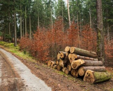 Tips to improve your woodlot