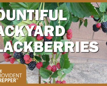 Backyard Blackberries – A Delicious and Nutritious Survival Crop