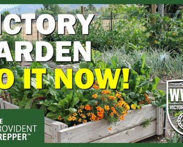 WWIII Victory Garden Challenge: Food Security From Your Own Backyard