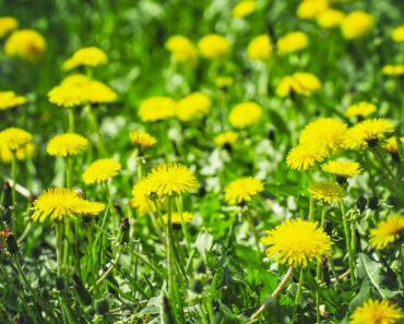 The many benefits of the dandelion