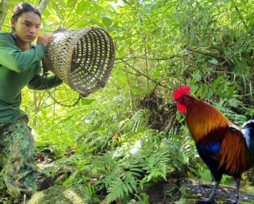 The rooster destroys my upland rice garden, survival alone, survival instinct