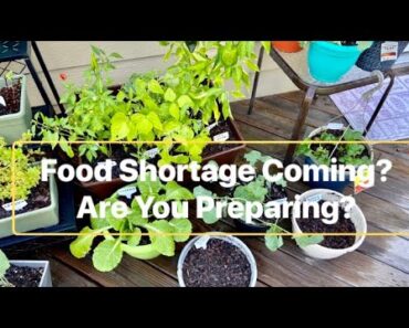 Container vegetable Garden  Fall 2020; Prepper Pantry