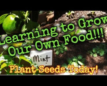 Learning to Grow Our Food/1st Garden Tour 2023/Plant Seeds Today/Keep Prepping and Don’t Stop!