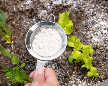 How to use diatomaceous earth on your homestead