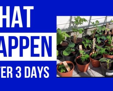 What happen after 3 days of repotting? | Gardening and prepper